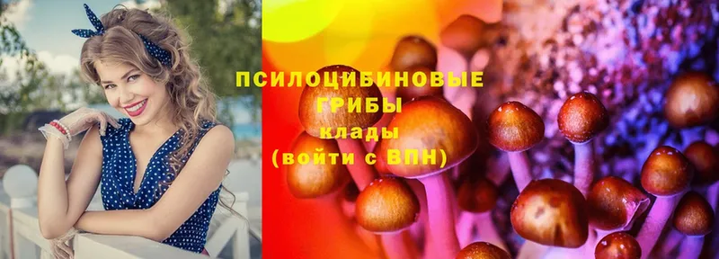 Псилоцибиновые грибы Cubensis  Реутов 